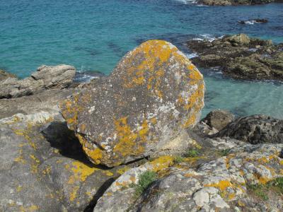 海, 岩石, 地衣, 岩石-对象, 自然, 海岸线, 海滩