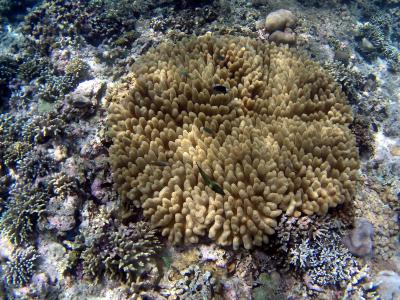 珊瑚, 鱼, 巴厘岛