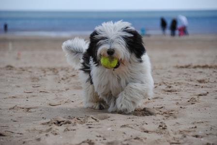 狗, 海滩, 小狗, 牧羊犬, 海, 沙子, 狗玩