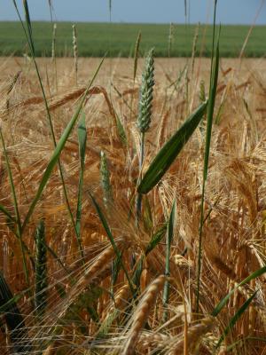 谷物, 植物, 粮食, 农业, 夏季, 大麦, 字段