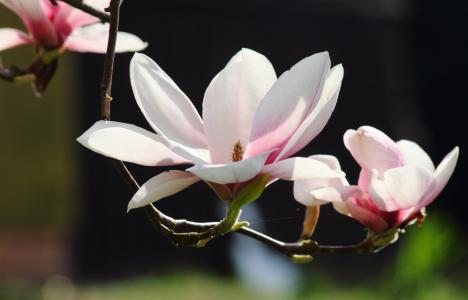 木兰, 花, 春天, 自然, 粉色, 树, 盛放