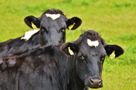 母牛, 黑色, 母牛, 牛肉, 黑色和白色, 动物, 农业