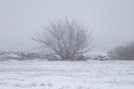 冬天, 冰雾, 树, 冰, 感冒, 自然, 景观