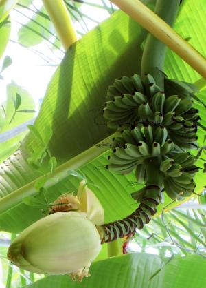 香蕉, 香蕉灌木, 香蕉花, 热带