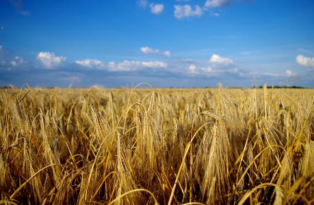 字段, 小麦, 夏季, 景观, 粮食, 大平原, 阳光