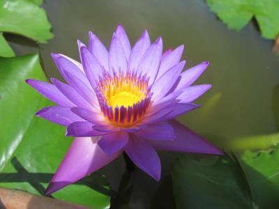 水百合, 紫色的小花, 紫色睡莲