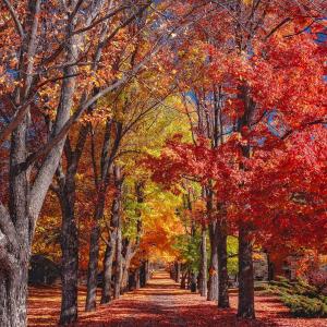 秋天, 秋天, 树木, 多彩, 叶子, 冠层, 树叶飘零