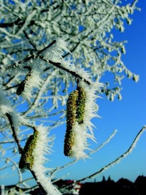 桦木花粉, 弗罗斯特, 冰冷, 冬天, 感冒, 冻结, 植物