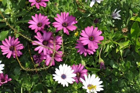 夏天花, 黛西, 紫色, 白色, 自然, 植物