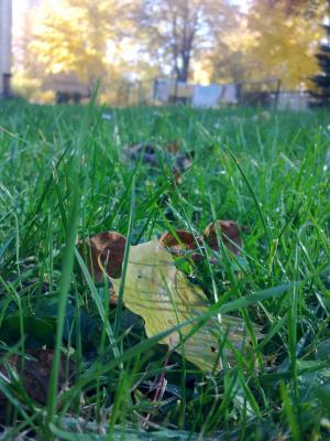 湿法, 秋天, 草甸, 自然, 草, 户外, 叶