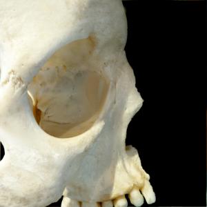 头骨, 配置文件, 骨, 人类的头颅骨, 人体骨骼, 解剖, 动物的头骨