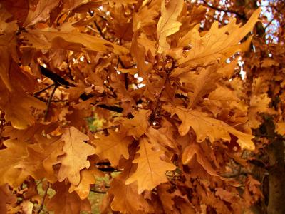 橡树, 叶子, 树, 秋天, 橡树叶, 秋天的落叶, 分公司