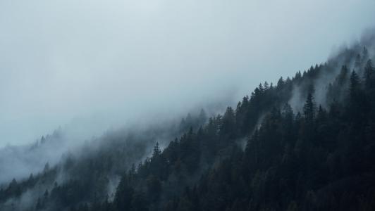 针叶树, 黑暗, 枞树, 雾, 有雾, 森林, 朦朦胧胧