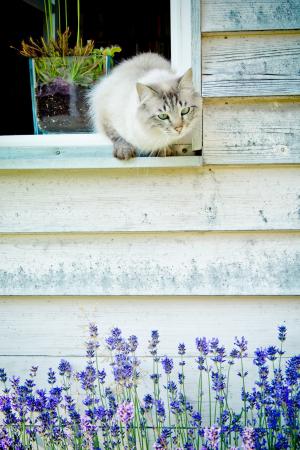 猫, 窗口, hauswand, 熏衣草, 夏季, 木墙, 木窗