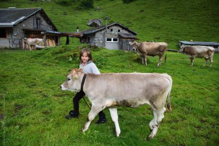 儿童, 小牛, 高山牧场地, 母牛, 瑞士, 广州 glarus, glarus