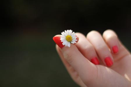 手, 黛西, 花, 手指, 指甲, 漆, 甜