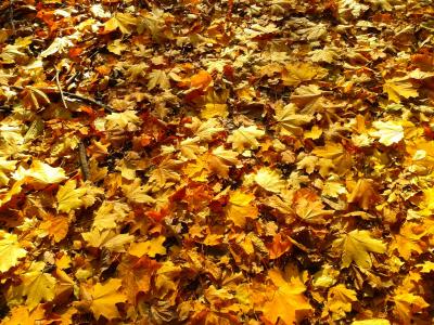 叶子, 秋天, 秋金, 黄色的树叶, 黄金