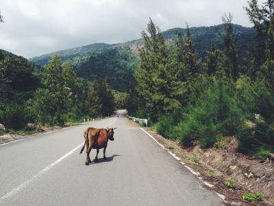棕色, 母牛, 混凝土, 道路, 白天, 动物, 动物