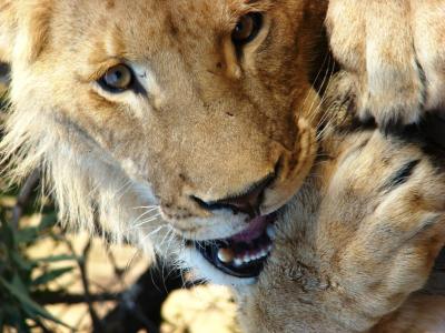 狮子, 南非, 动物, 动物世界, 野生动物, 捕食者, 国家公园