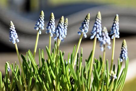 花, 春天, 风信子, 蓝色, 春天的花朵, 穆斯卡里, 植物