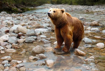 熊, 捕食者, 危险, 水, 石头, 荒野, 河