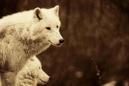 狼群, 食肉动物, 哺乳动物, 白狼, 动物的画像, 复古的外观, 复古