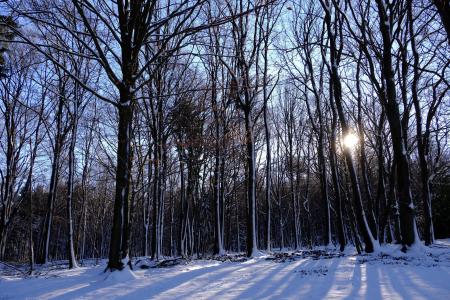雪, 自然, 木材, 冬天, 太阳, 树木, 冬季景观