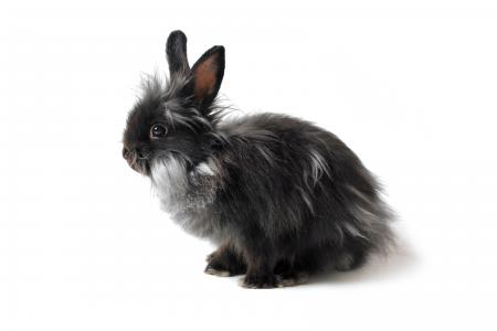 野兔, 兔子, 黑色, 灰色, 独立, 耳朵, 毛皮
