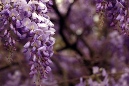 紫藤, 绽放, 花园, 桌面, 壁纸, 背景, 春天