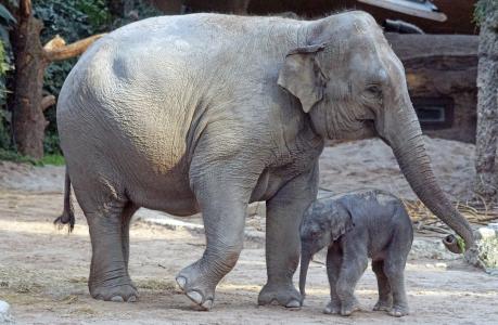亚洲大象, 年轻的动物, 小牛, 哺乳动物, 亚洲象, 厚皮类动物, 野生动物摄影