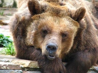 棕色的熊, 熊, 捕食者, 动物园, 动物世界, 累了