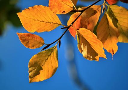 秋天的落叶, 山毛榉, 山毛榉的叶子, 秋天的颜色, 秋天, 叶子, herbstimpression