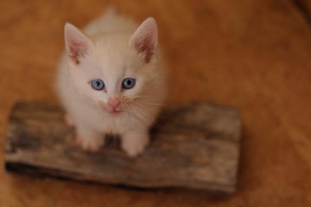 猫薄荷, 白色的猫, 蓝色的眼睛, 食品-肮脏, 肖像, 食肉动物