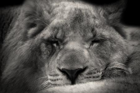 狮子, 睡觉, 甜, 非洲, 野生动物园, 户外, 野生动物摄影