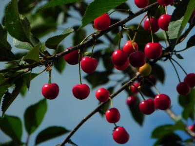 樱桃, 酸樱桃, 樱桃, 水果, 红色, 夏季, 食品