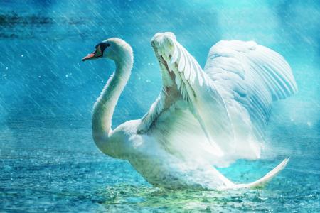 天鹅, 美丽, 白色, 水, 雨, 优雅, 鸟