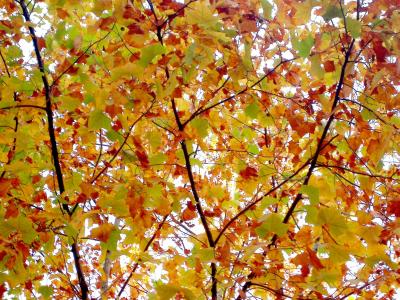 秋天, 秋天的落叶, 木材, 叶子, 红枫叶