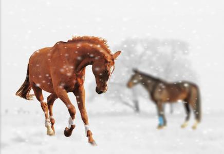 冬天, 马, 戏剧, 雪, 动物, 自然, 雪景