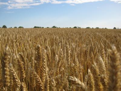 小麦, 收获, 谷物, 农业, 黄金, 粮食, 天空
