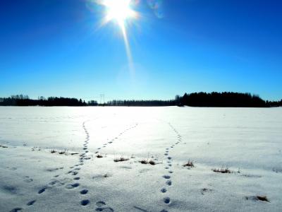 野兔轨道, 跟踪, 弗罗斯特, 冻结, 芬兰语, 白雪皑皑, 景观