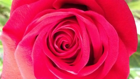 花, 罗莎, 花, 玫瑰, 粉红色的花, 红玫瑰, 红色