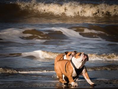 海滩上的狗, 打狗, 狗在海滩, 乐趣, 海, 跳转, 竞赛