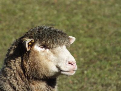 羊, 春天, 羊毛