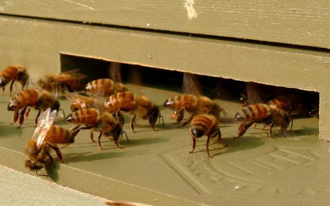 蜜蜂, 昆虫, 蜂巢, 入口, 殖民地, 蜂巢, 框