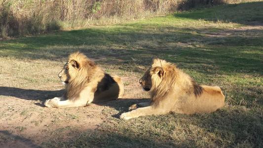狮子, 南非, 野生动物, 非洲, 自然, 南