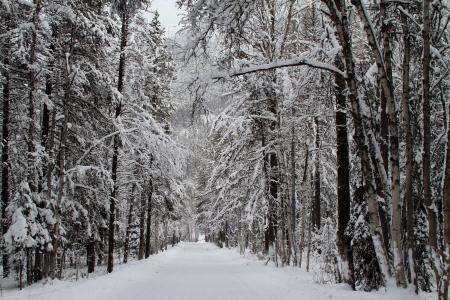 雪, 森林, 道路, 冬天, 自然, 树木, 感冒