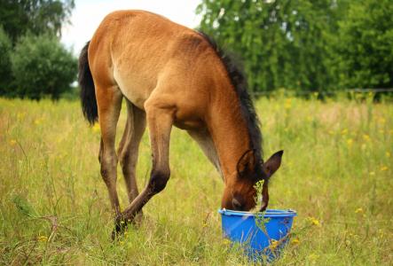 马, 小马驹, 纯种阿拉伯, 棕色模具, 饲料桶, 草, 牧场