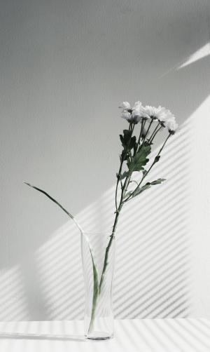 花, 花瓶, 显示, 黑色, 白色, 黑白, 植物