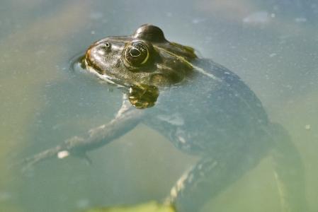青蛙, 池塘, 绿色, 蟾蜍, 水, 水百合, 沼泽青蛙