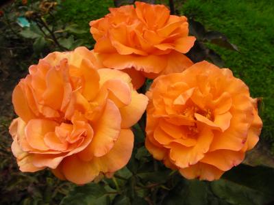 粉色, 蔷薇, 花, 橙色, westerland